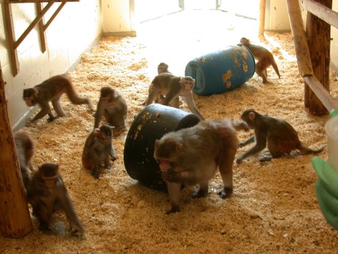 Enrichment | Macaques